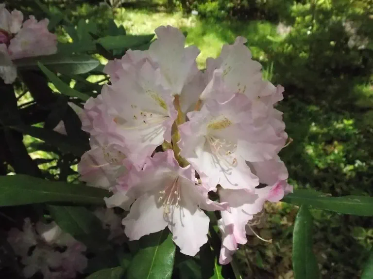 Photo of R. smirnowii 'Hank Schannen', Rhododendron Species Selection
