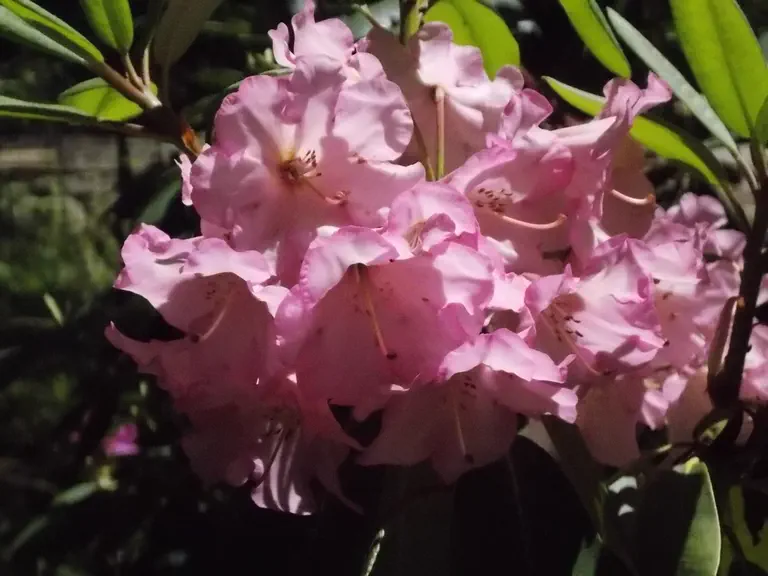 Photo of R. 'Mary Yates', Rhododendron Hybrid