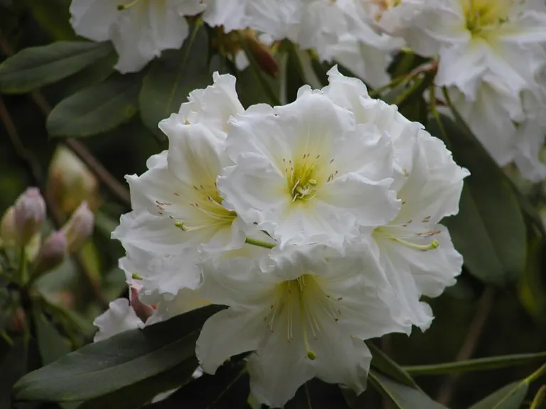 Photo of R. 'Kay Too', Rhododendron Hybrid