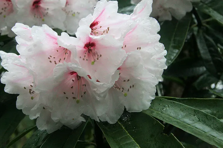 Photo of R. 'Exbury Calstocker', Rhododendron Hybrid