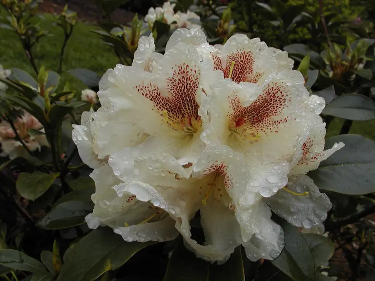Photo of R. 'Angelito Blanco', Rhododendron Hybrid
