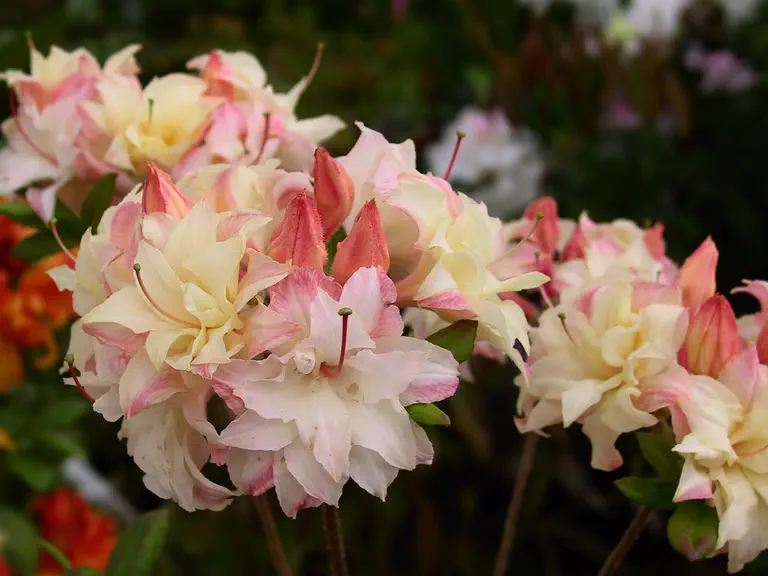 Photo of R. 'Exbury Cannon's Double', Rhododendron Hybrid