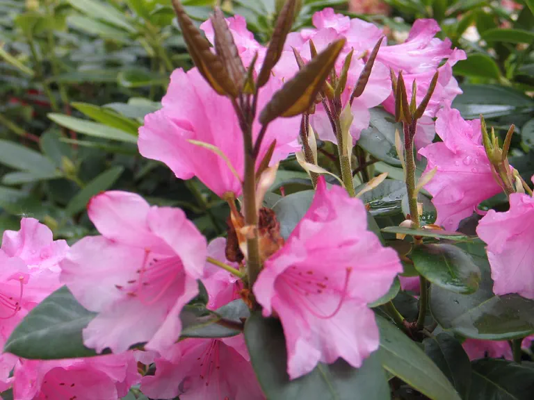 Photo of R. 'Lissabon', Rhododendron Hybrid