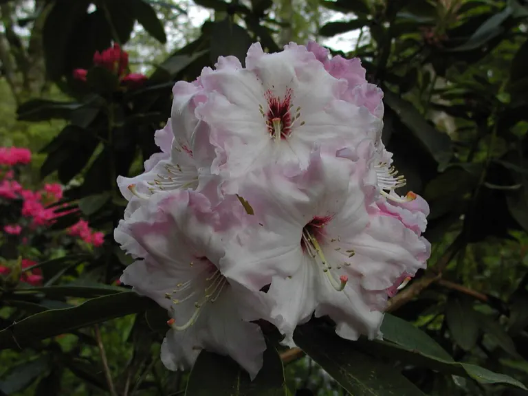 Photo of R. 'Big Foot', Rhododendron Hybrid