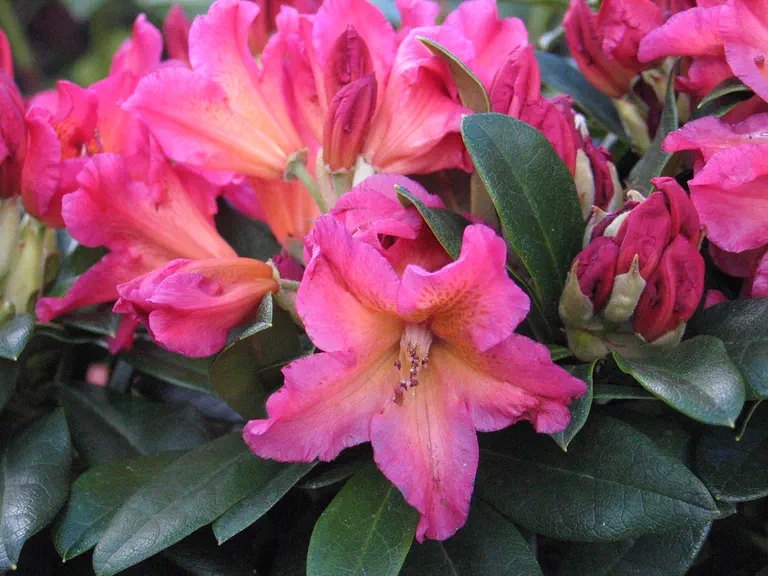 Photo of R. 'Scyphocalix', Rhododendron Hybrid
