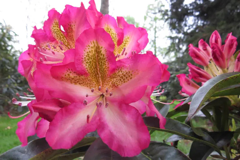 Photo of R. 'Hachmann's Raphaela', Rhododendron Hybrid