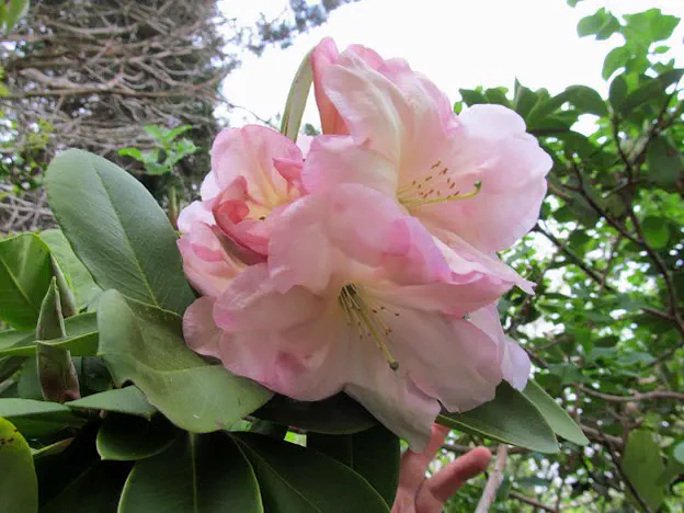 Photo of R. 'Exbury Naomi', Rhododendron Hybrid