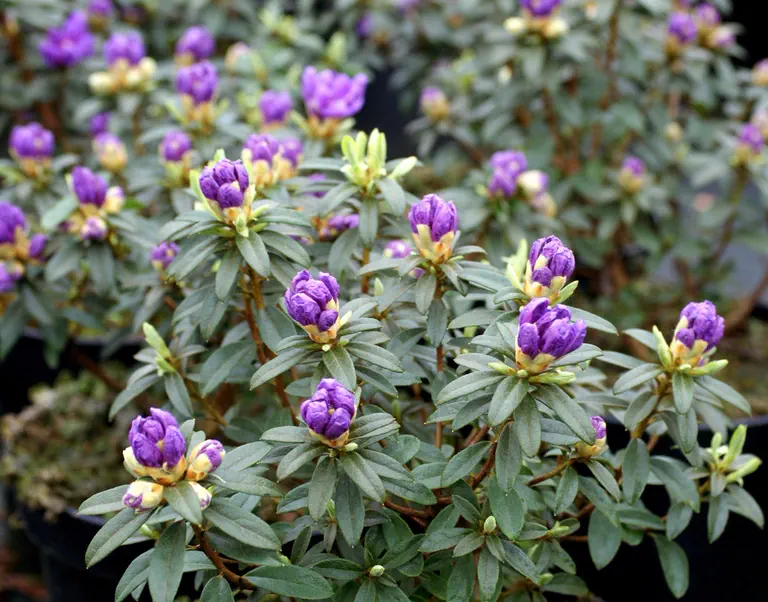 Photo of R. 'Luisella', Rhododendron Hybrid