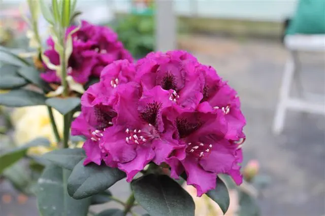 Photo of R. 'Butler Port', Rhododendron Hybrid