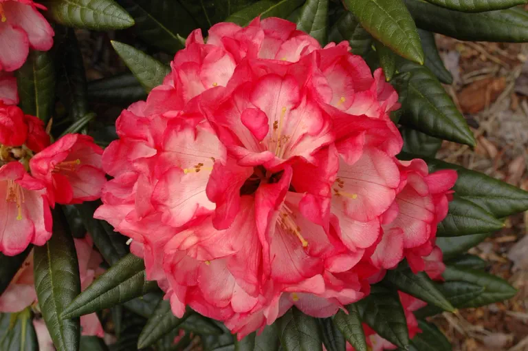 Photo of R. 'Watermelon Fizz', Rhododendron Hybrid