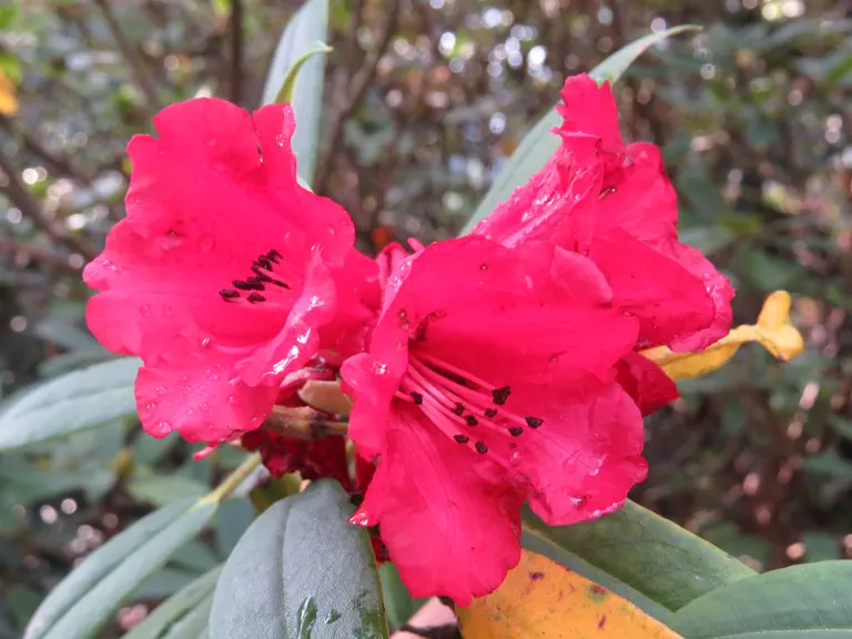Photo of R. 'Portia', Rhododendron Hybrid