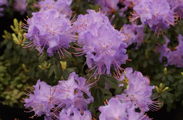 Photo of R. 'Bluestone Group', Rhododendron Hybrid