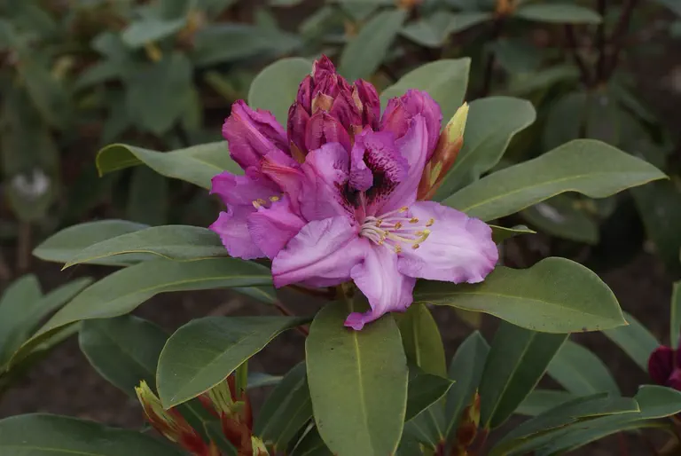 Photo of R. 'Holdrio', Rhododendron Hybrid