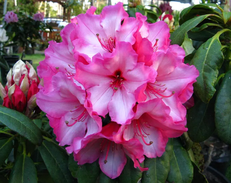 Photo of R. 'Excalibur', Rhododendron Hybrid