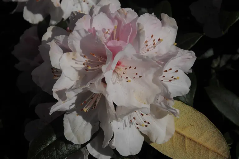 Photo of R. 'Silver Dust', Rhododendron Hybrid
