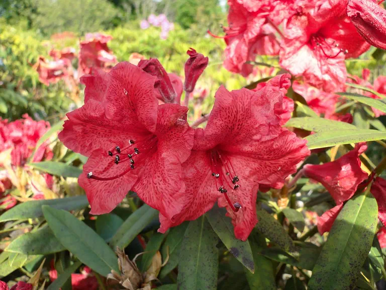 Photo of R. 'Bleuń Skaer', Rhododendron Hybrid