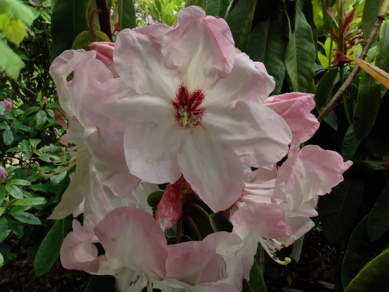 Photo of R. 'Penn-ar-Bed', Rhododendron Hybrid