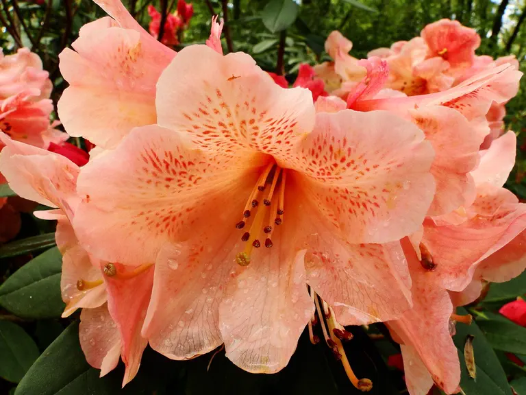 Photo of R. 'Breizh Izel', Rhododendron Hybrid