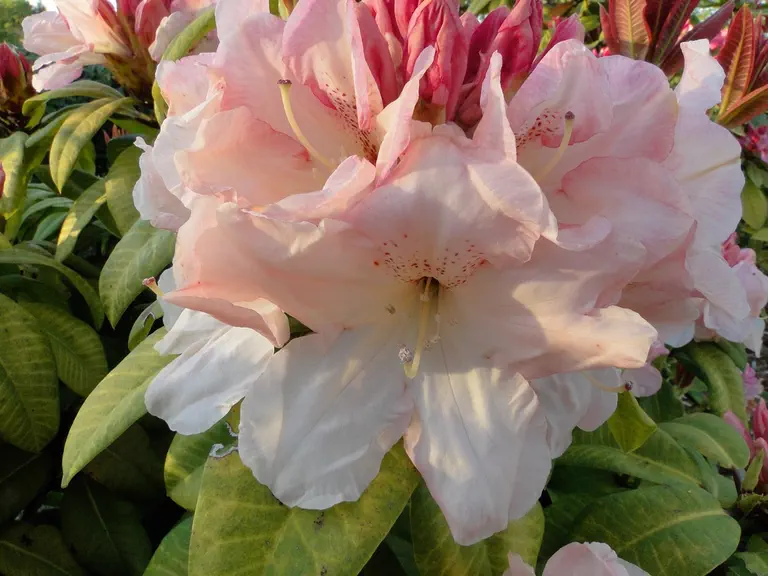 Photo of R. 'Kreiz Breizh', Rhododendron Hybrid
