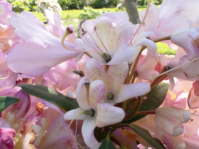 Photo of R. 'Bro Isole', Rhododendron Hybrid