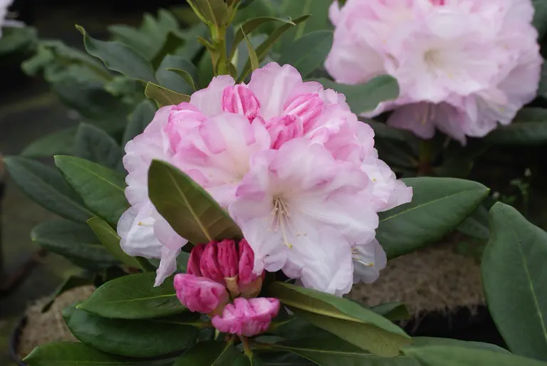 Photo of R. 'Aprilleuchten Group', Rhododendron Hybrid