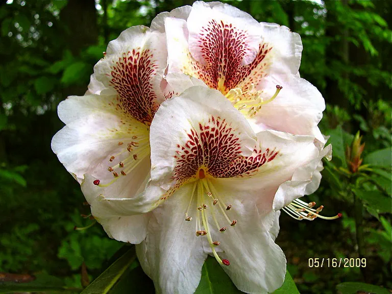 Photo of R. 'Extraordinaire', Rhododendron Hybrid