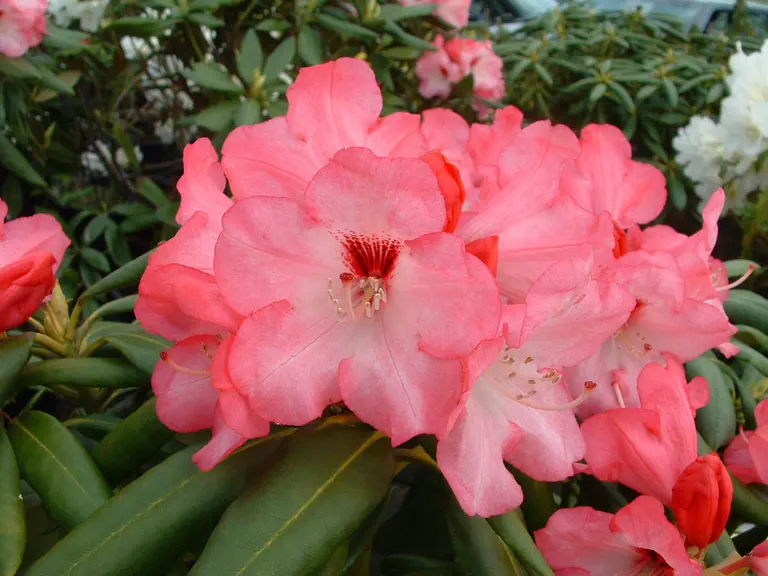 Photo of R. 'General Eric Harrison', Rhododendron Hybrid