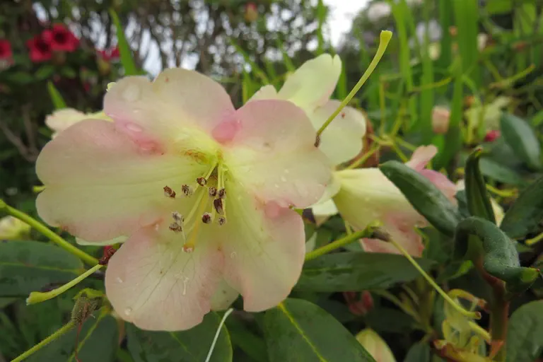 Photo of R. 'General Practitioner', Rhododendron Hybrid