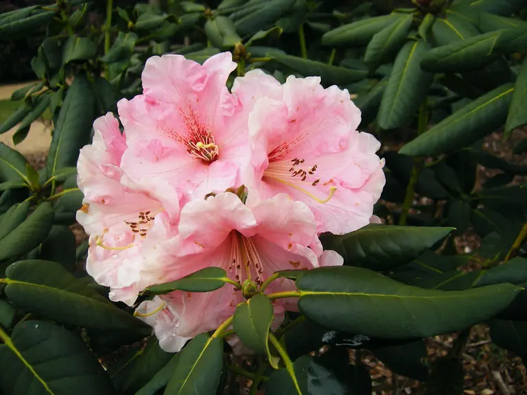Photo of R. 'General Sir John du Cane Group', Rhododendron Cultivar group