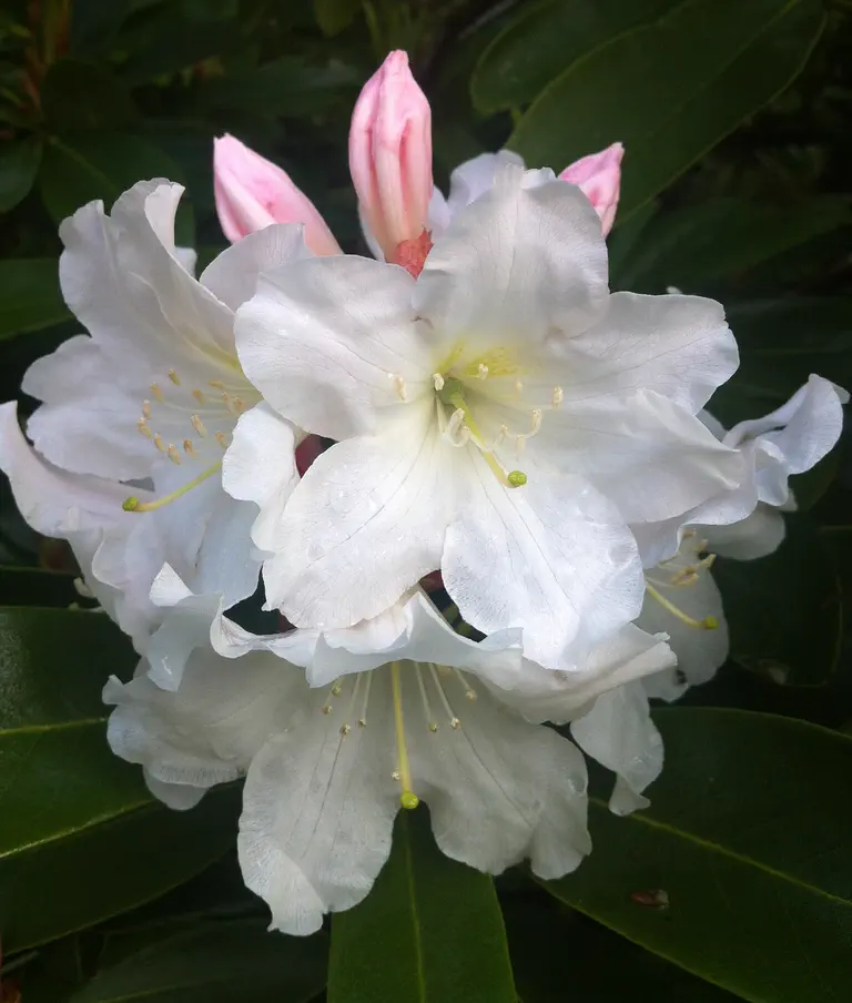 Photo of R. 'Alena', Rhododendron Hybrid