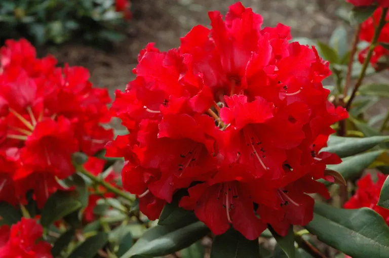 Photo of R. 'Genghis Khan', Rhododendron Hybrid