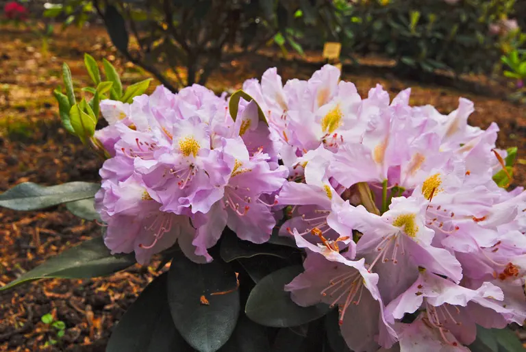 Photo of R. 'Genoveva', Rhododendron Hybrid