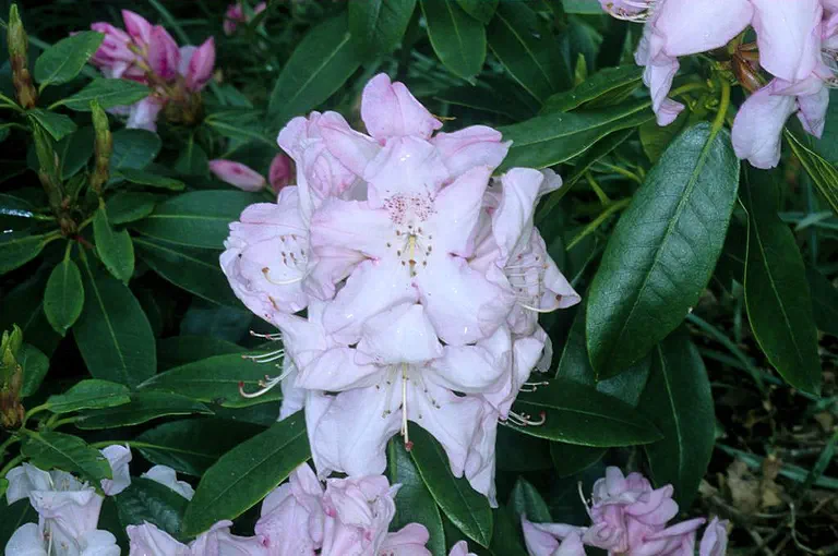 Photo of R. 'George Hardy', Rhododendron Hybrid