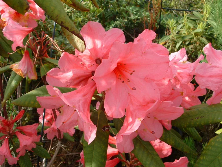 Photo of R. 'George Haslam', Rhododendron Hybrid