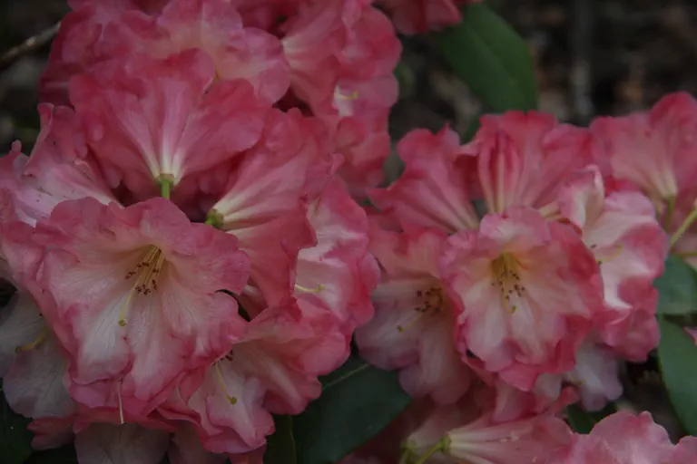 Photo of R. 'George's Delight', Rhododendron Hybrid