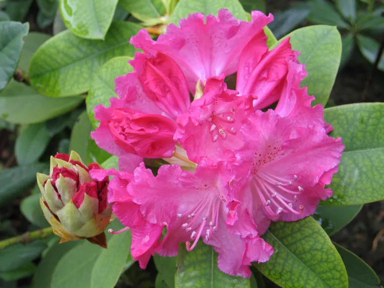 Photo of R. 'Germania', Rhododendron Hybrid