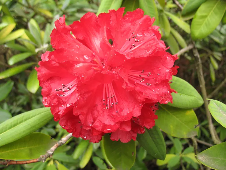 Photo of R. 'Gill's Crimson', Rhododendron Hybrid