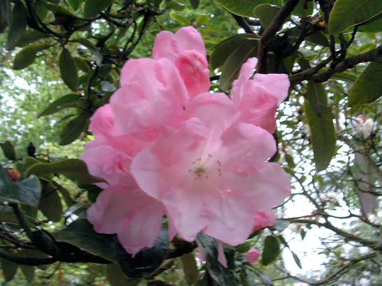 Photo of R. 'Gill's Gloriosum', Rhododendron Hybrid