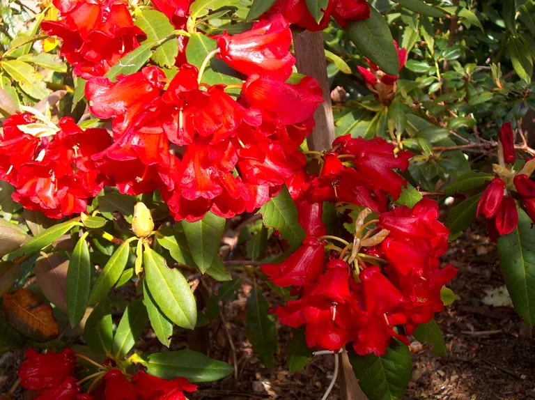 Photo of R. 'Gipsy King', Rhododendron Hybrid