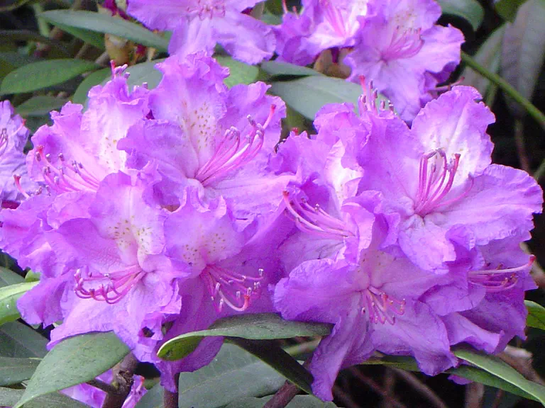Photo of R. 'Alfred', Rhododendron Hybrid