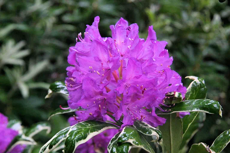 Photo of R. ponticum 'Variegatum', Rhododendron Species Selection