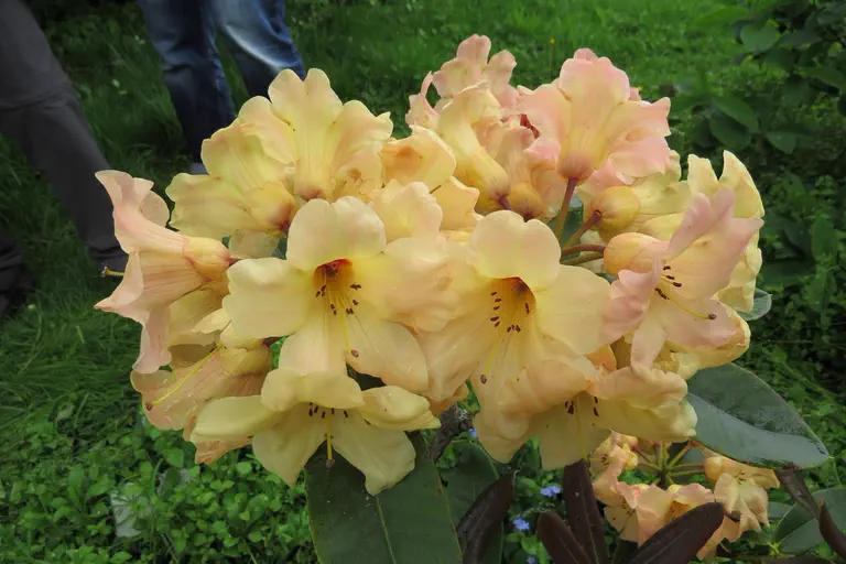 Photo of R. 'Glendoick Butterscotch', Rhododendron Hybrid