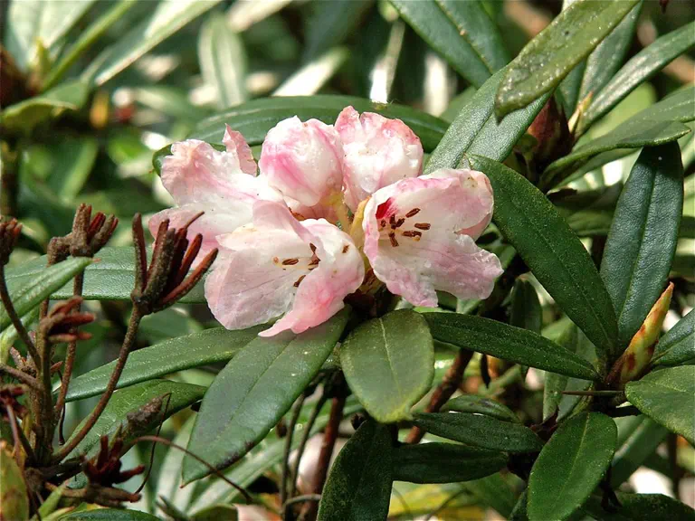 Photo of R. 'Glendoick Frolic', Rhododendron Hybrid