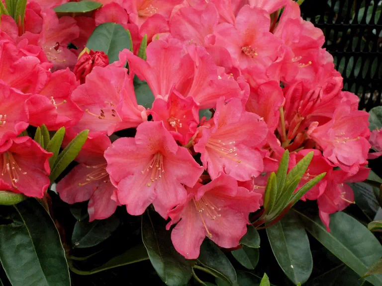 Photo of R. 'Glendoick Mystique', Rhododendron Hybrid