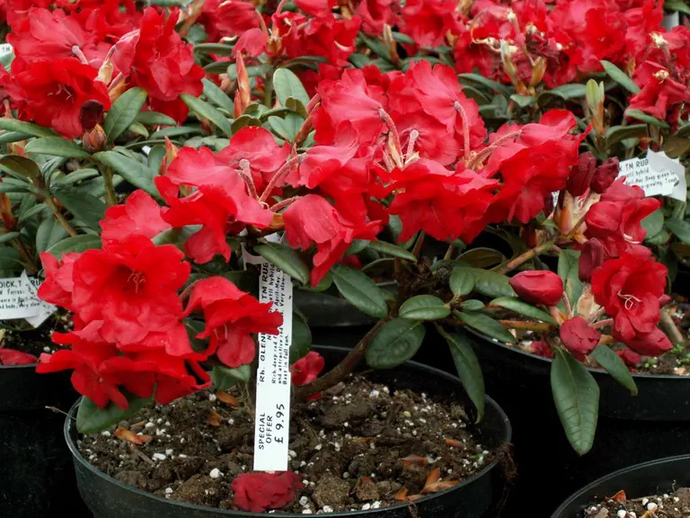 Photo of R. 'Glendoick Ruby', Rhododendron Hybrid