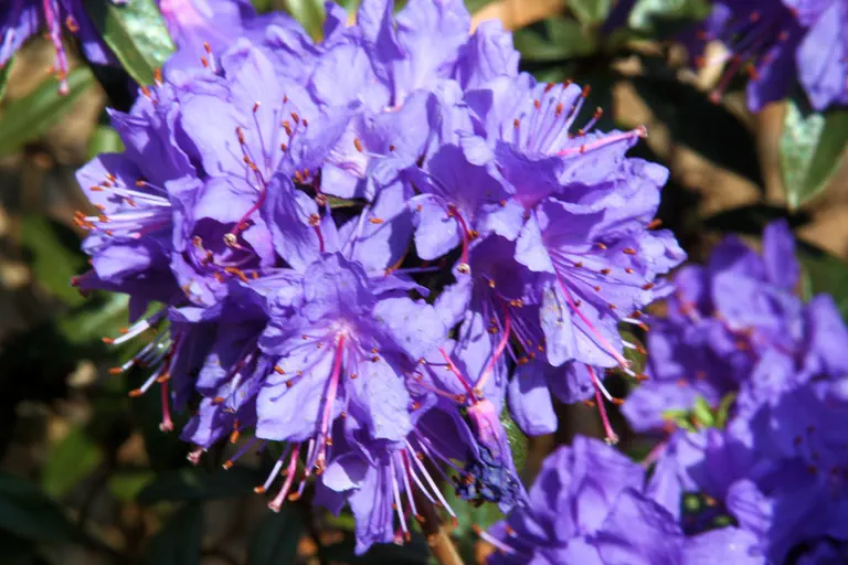 Photo of R. 'Gletschernacht', Rhododendron Hybrid