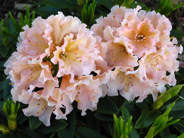 Photo of R. 'Bruns Gloria', Rhododendron Hybrid