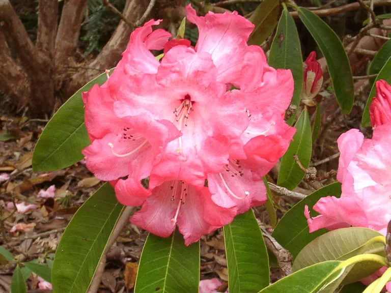 Photo of R. 'Glory of Leonardslee', Rhododendron Hybrid