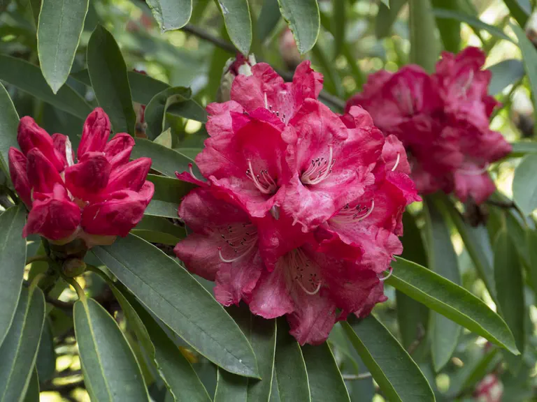 Photo of R. 'Glory of Penjerrick', Rhododendron Hybrid
