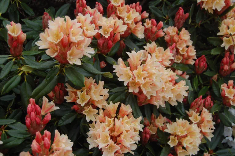 Photo of R. 'Glowing Gold', Rhododendron Hybrid